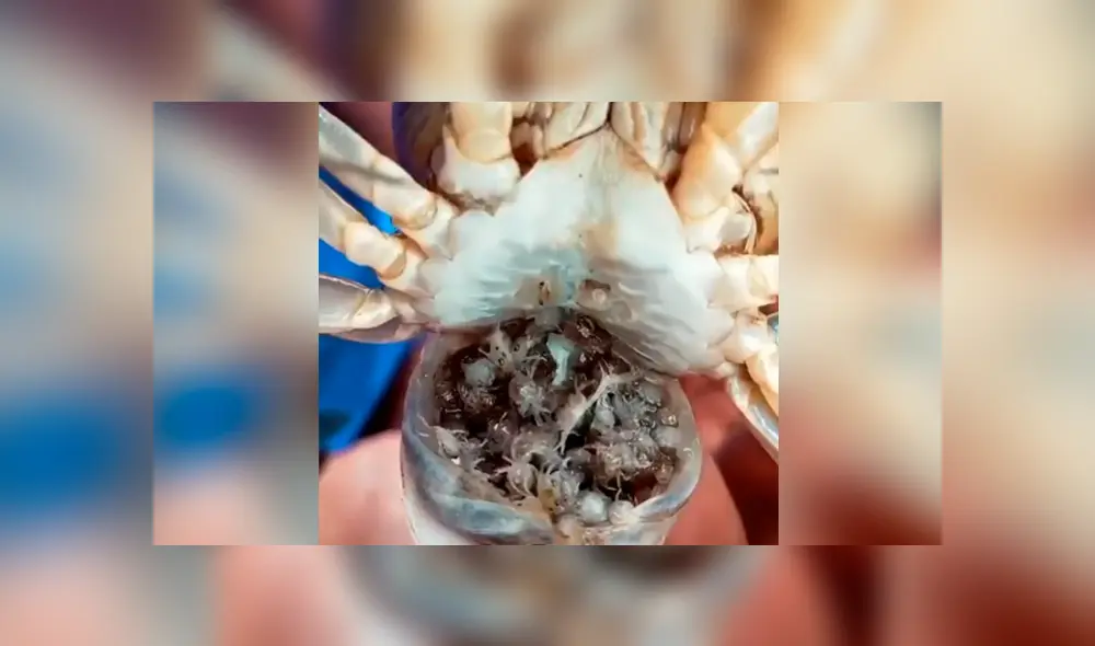 Desliza hacia la izquierda para ver al cangrejo cargando a cientos de sus crías. Escena viral de YouTube. Desliza hacia la izquierda para ver al cangrejo cargando a cientos de sus crías. Escena viral de YouTube.