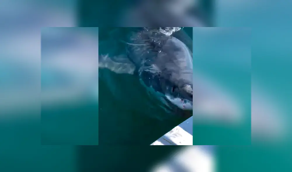 Si quieres ver lo que ocurrió en el video viral de Facebook, desliza cada imagen hacia la izquierda. Si quieres ver lo que ocurrió en el video viral de Facebook, desliza cada imagen hacia la izquierda.