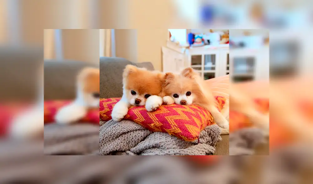 Instagram: murió Boo, el perro más lindo del mundo, que será recordado por estas tiernas fotos