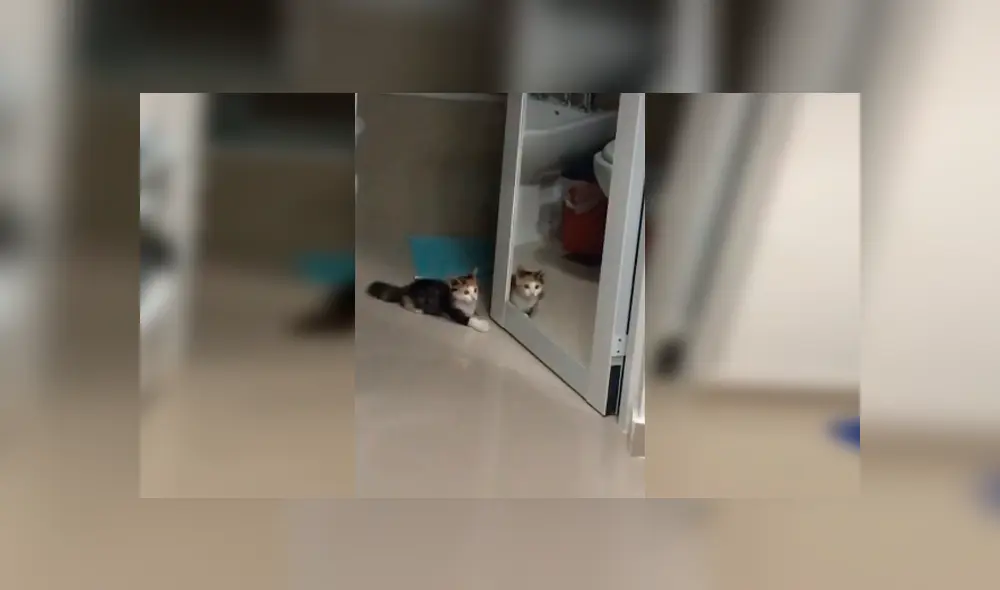 Desliza las imágenes hacia la izquierda para apreciar el divertido enfrentamiento de una gata con su propio reflejo.