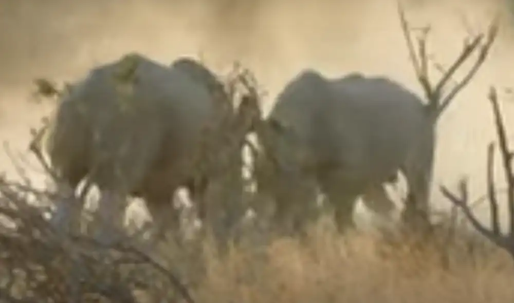Desliza hacia la izquierda para ver la imágenes del video viral. Foto: Kruger National Park Videos / YouTube. Desliza hacia la izquierda para ver la imágenes del video viral. Foto: Kruger National Park Videos / YouTube.