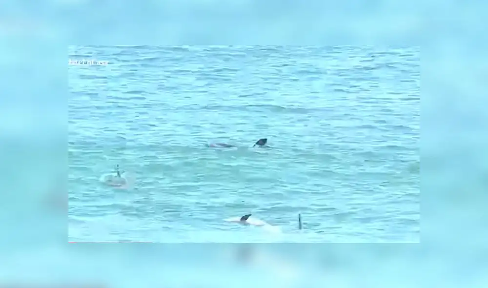 Delfines son vistos en la playa La Herradura. Créditos: Captura América.
