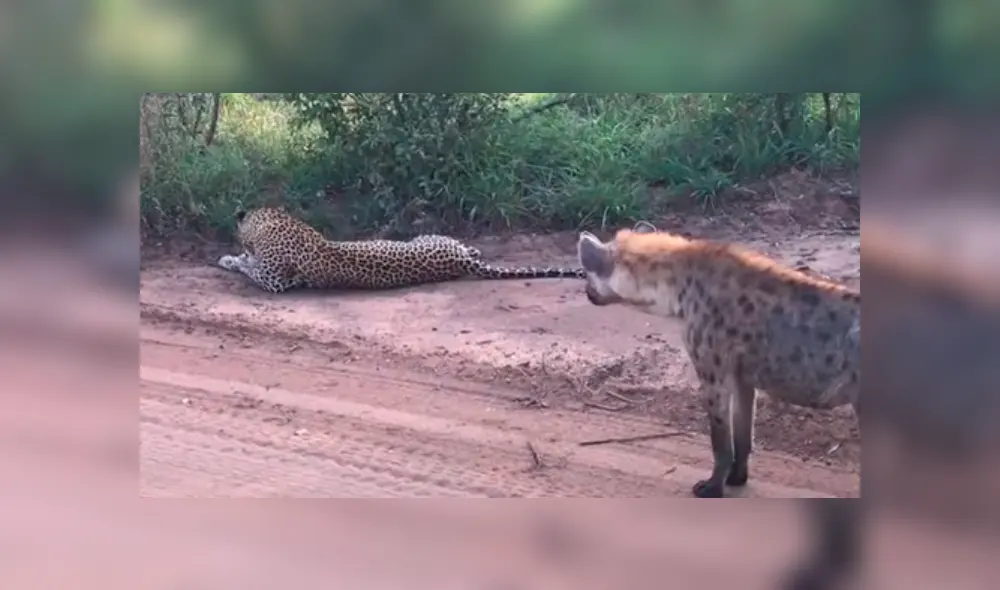 Desliza para ver la reacción del felino en imágenes. Foto: Kruger Sightings / YouTube Desliza para ver la reacción del felino en imágenes. Foto: Kruger Sightings / YouTube