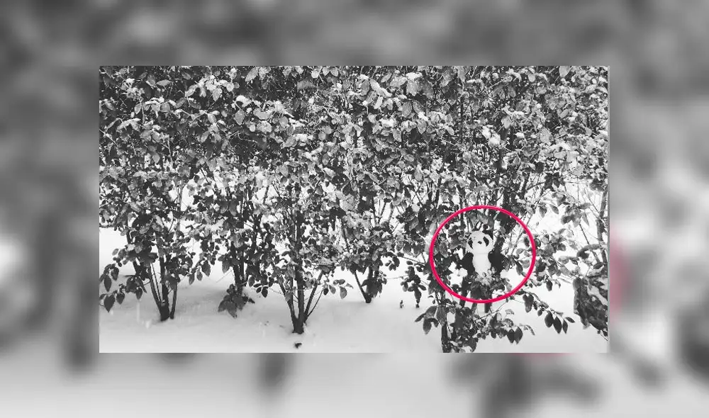 Desliza las fotografías para ver la solución de este nuevo reto visual que casi nadie puede superar. Foto: Dudolf.com