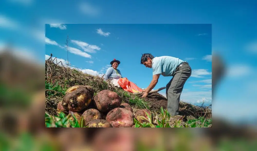 Bono rural: ¿quiénes acceden al beneficio de 760 soles? Foto: Revista Agronoticias.