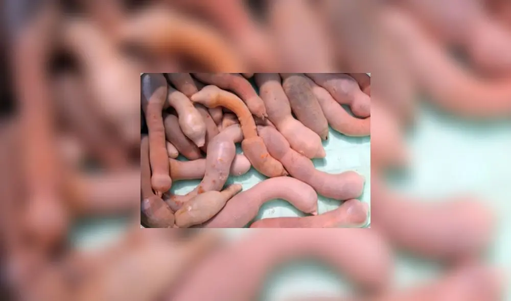 El ‘gusano gordo posadero’ considerado como un delicioso manjar vive en aguas pocos profundas de Japón, China y Corea. Foto: Difusión.