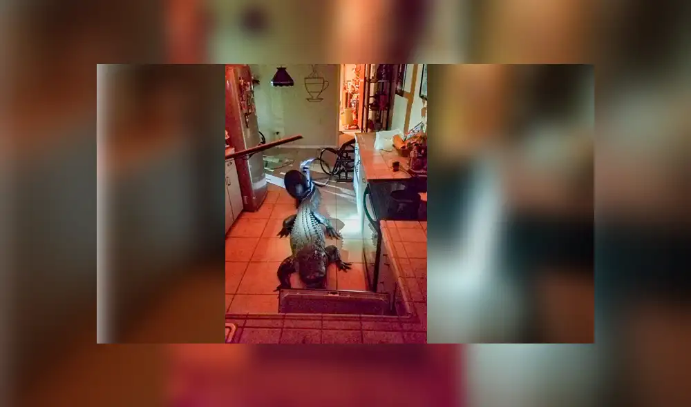 Facebook viral: Furioso cocodrilo ingresa por la ventana de una casa y sorprende a su dueño [VIDEO]