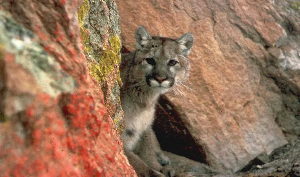 Cazadores matan a un puma perdido a palazos y suben el ataque a Facebook. Foto: AFP Cazadores matan a un puma perdido a palazos y suben el ataque a Facebook. Foto: AFP