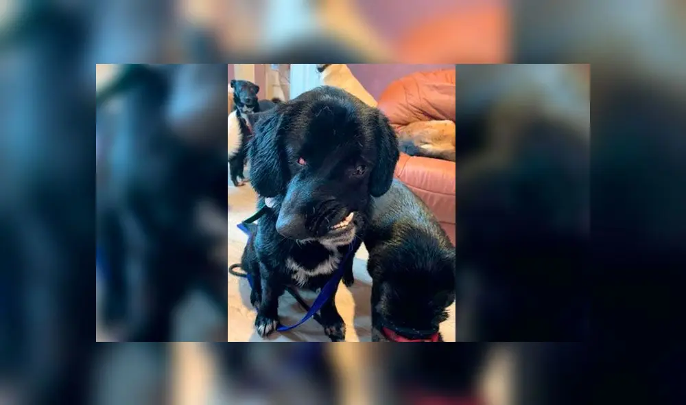 Perro que nació con la cara torcida busca un hogar amoroso para pasar la Navidad [FOTOS] 