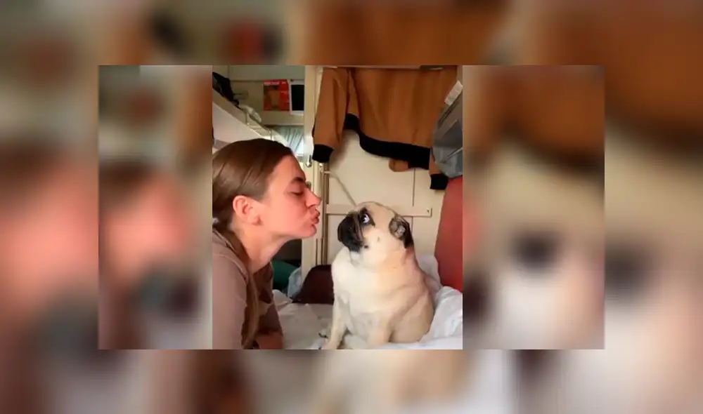 Video es viral en Instagram. La joven intentó ser cariñosa con su perro pug y se llevó una tremenda sorpresa cuando su mascota reaccionó de una forma muy curiosa. Foto: Captura.