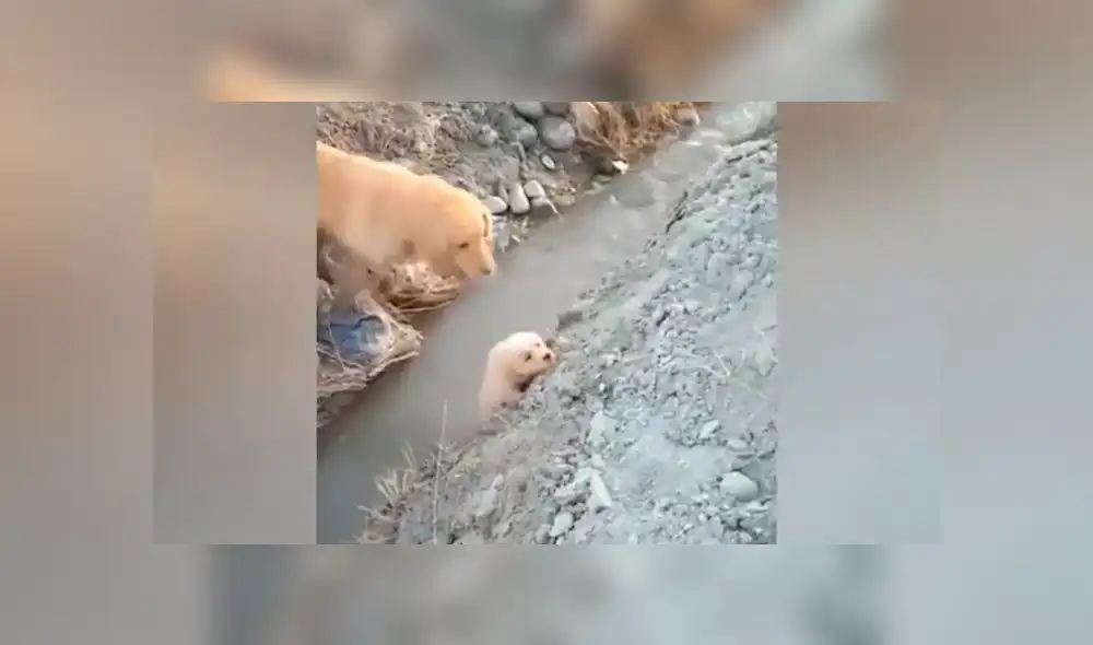 YouTube viral: perrito estaba a punto de caer, pero su mamá se arriesga para salvarlo [VIDEO]