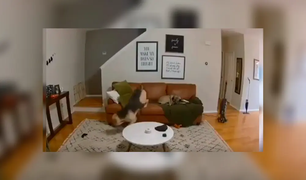 Video es viral en Facebook. El can se percató de que su amo necesitaba “una mano” y no dudó en dejar un momento su momento de siesta para ayudarlo.