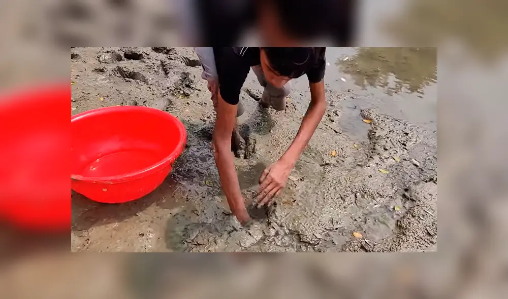 En Facebook se viralizó el misteriosos hallazgo que hizo un chico al encontrar peligrosas criaturas. En Facebook se viralizó el misteriosos hallazgo que hizo un chico al encontrar peligrosas criaturas.