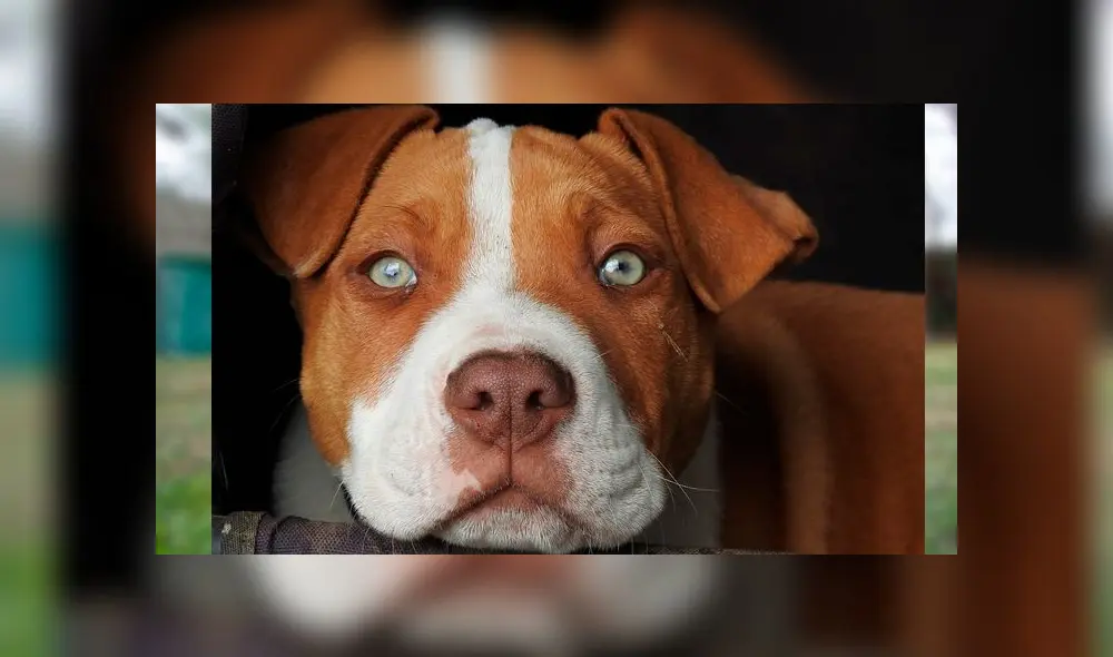 Hombre golpea a perra pitbull hasta dejarla al borde de la muerte Hombre golpea a perra pitbull hasta dejarla al borde de la muerte
