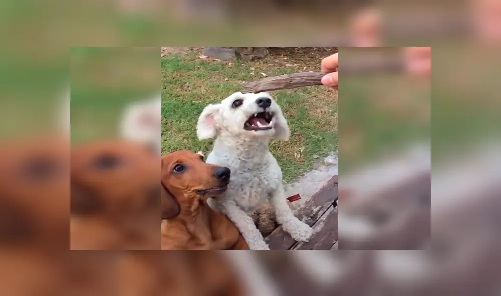En Tik Tok, un perro no toleró que su dueño le haga jugar al nuevo integrante de su familia y buscó venganza.