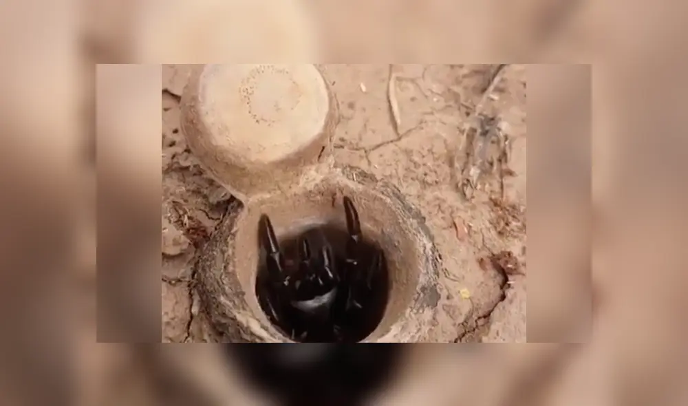 El video viral de Facebook muestra el momento en que una letal criatura sale de su escondite.