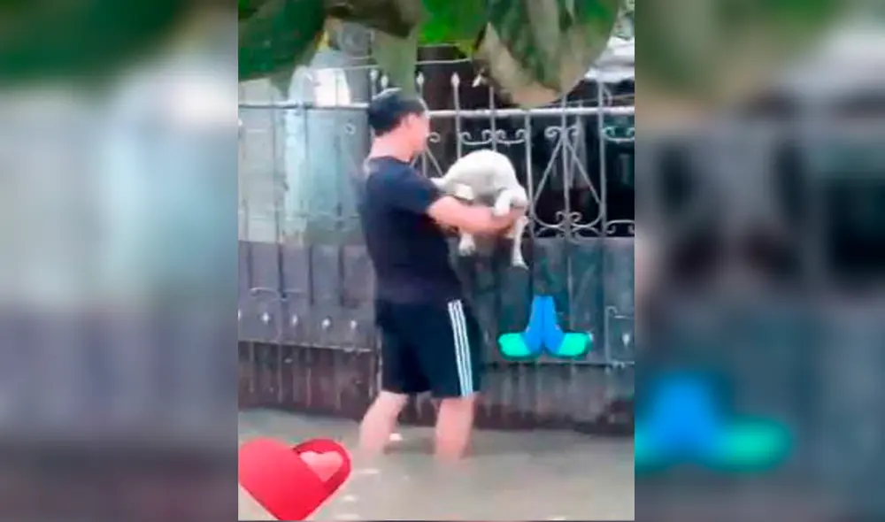 Desliza las imágenes hacia la izquierda para ver el solidario gesto de un joven con un perrito atrapado durante las inundaciones. Foto: TikTok