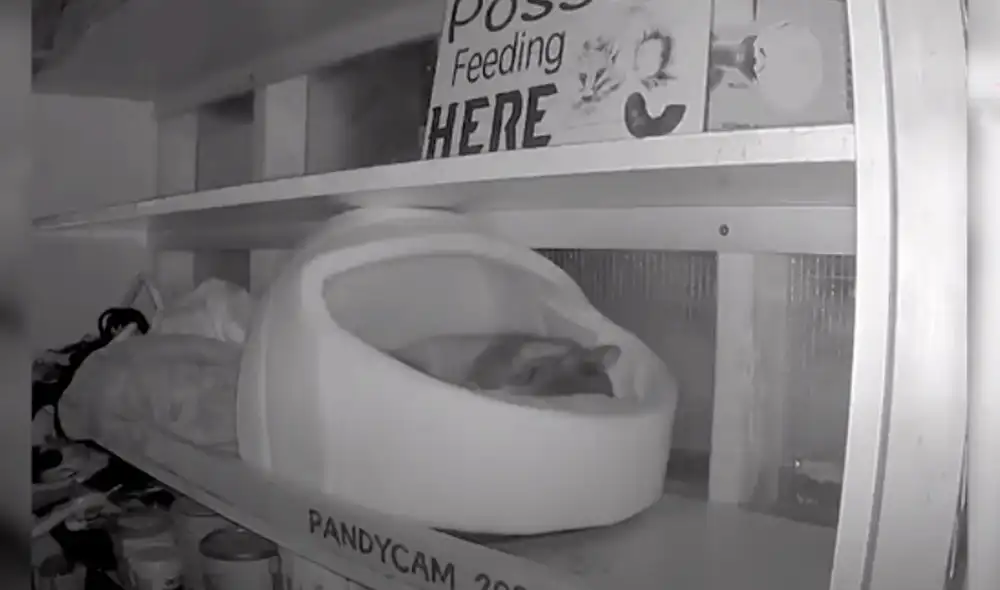 Desliza las imágenes para conocer el noble gesto de una mujer al bridarle un hogar a una zarigüeya. Foto: Videlo Desliza las imágenes para conocer el noble gesto de una mujer al bridarle un hogar a una zarigüeya. Foto: Videlo