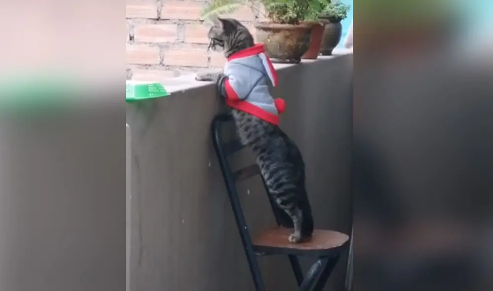 Desliza para ver más imágenes de Teodoro, el travieso gato que permanece atento a lo que ocurre en su vecindario. Foto: captura de TikTok Desliza para ver más imágenes de Teodoro, el travieso gato que permanece atento a lo que ocurre en su vecindario. Foto: captura de TikTok