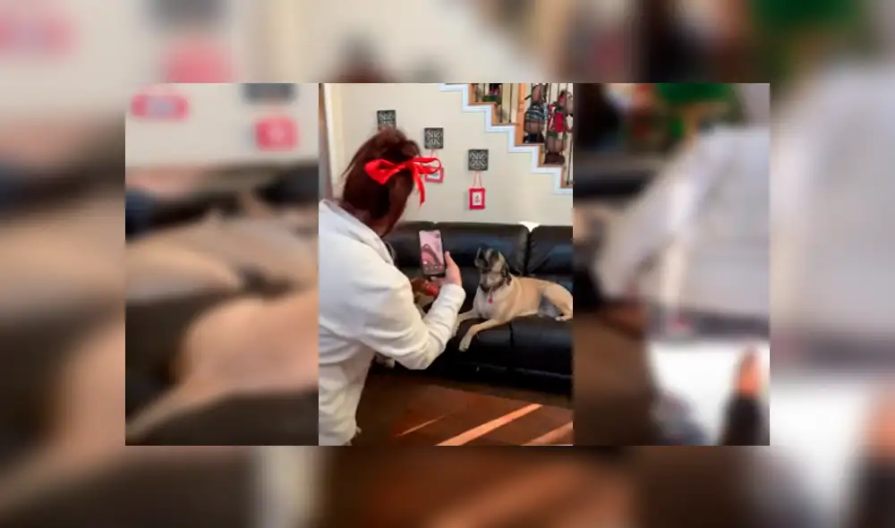 Video es viral en YouTube. Los perros protagonizaron una emotiva escena, luego de que su dueña los reuniera para sorprender a su madre a través de una videollamada Video es viral en YouTube. Los perros protagonizaron una emotiva escena, luego de que su dueña los reuniera para sorprender a su madre a través de una videollamada
