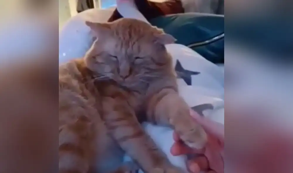 Desliza las imágenes para conocer la graciosa reacción que tuvo este gatito al recibir caricias de su dueño. Foto: captura de Facebook Desliza las imágenes para conocer la graciosa reacción que tuvo este gatito al recibir caricias de su dueño. Foto: captura de Facebook