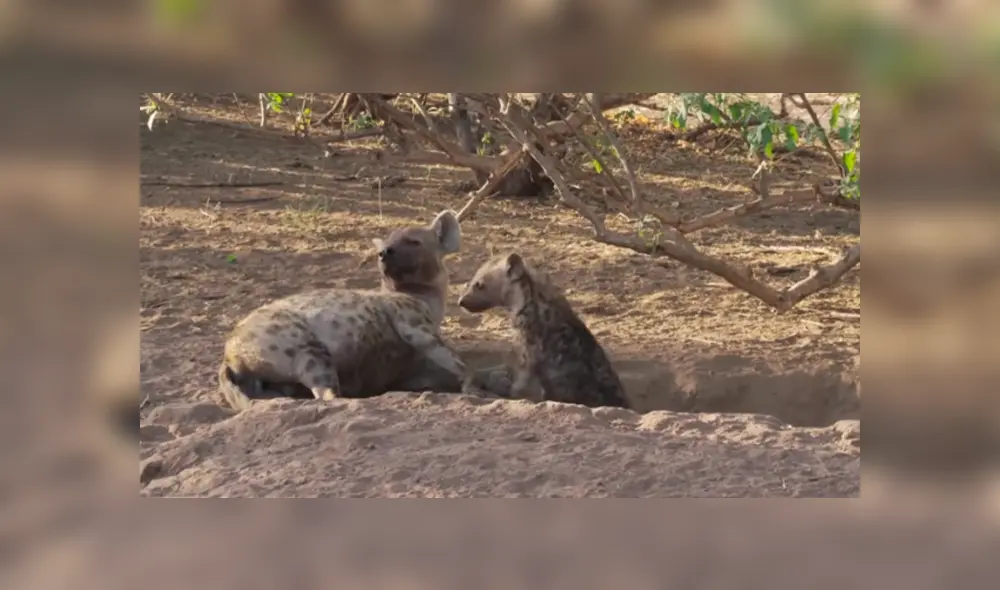 Desliza hacia la izquierda para ver la rápida acción de la hiena para devorar su presa. Video viral de YouTube. Desliza hacia la izquierda para ver la rápida acción de la hiena para devorar su presa. Video viral de YouTube.