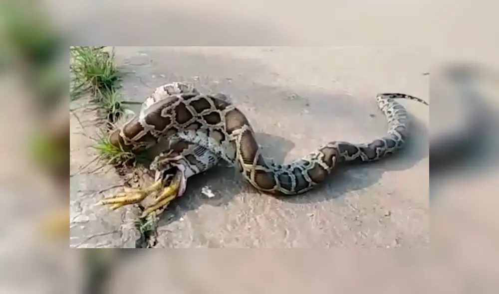 Se topa con serpiente pitón ‘deforme’, la asusta y esta regurgita un gallo entero [VIDEO]