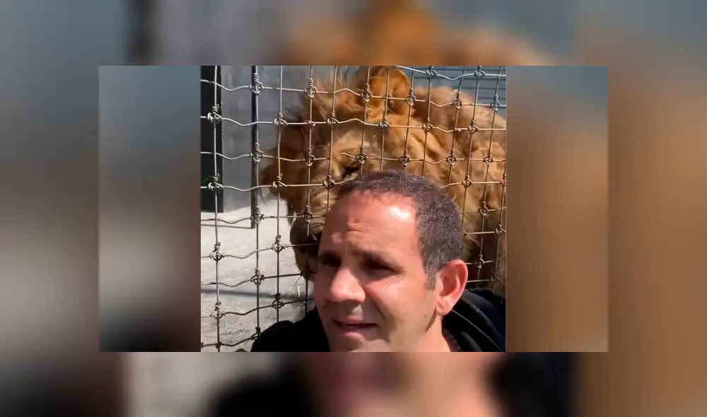 Desliza hacia la izquierda para ver la reacción que tuvo el enorme león con su cuidador. Video es viral en YouTube. Desliza hacia la izquierda para ver la reacción que tuvo el enorme león con su cuidador. Video es viral en YouTube.