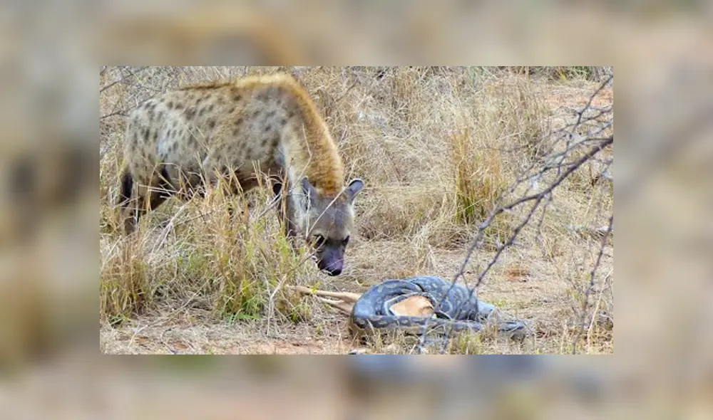 Desliza para ver el desenlace de este video viral de YouTube. Foto: Captura. Desliza para ver el desenlace de este video viral de YouTube. Foto: Captura.