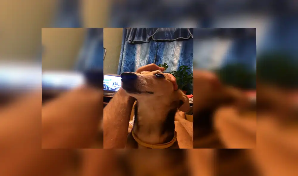 En Facebook, un joven agarró el hocico de su perro para hacer que ‘hable’ y el resultado hizo reír a miles. En Facebook, un joven agarró el hocico de su perro para hacer que ‘hable’ y el resultado hizo reír a miles.
