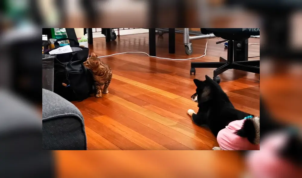 Travieso gato intentaba buscar comida en el bolso de su dueña, sin imaginar la intempestiva reacción que tendría el can. La graciosa escena se hizo viral en Facebook Travieso gato intentaba buscar comida en el bolso de su dueña, sin imaginar la intempestiva reacción que tendría el can. La graciosa escena se hizo viral en Facebook