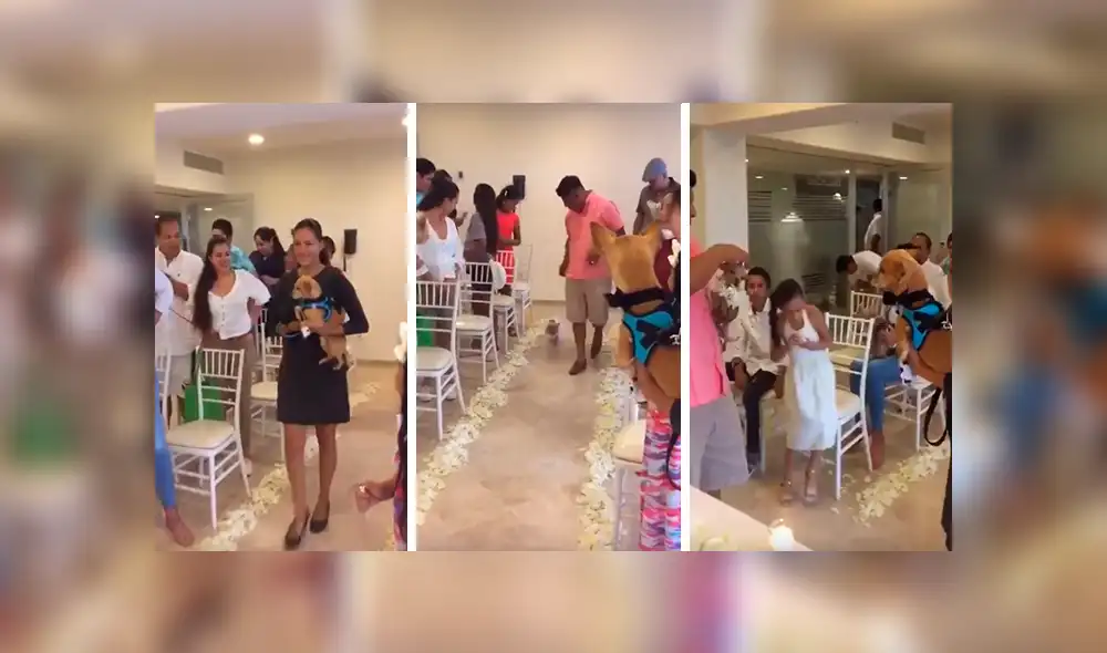 En YouTube, unos jóvenes decidieron unir a sus queridas mascotas en matrimonio y organizaron una especial ceremonia. En YouTube, unos jóvenes decidieron unir a sus queridas mascotas en matrimonio y organizaron una especial ceremonia.