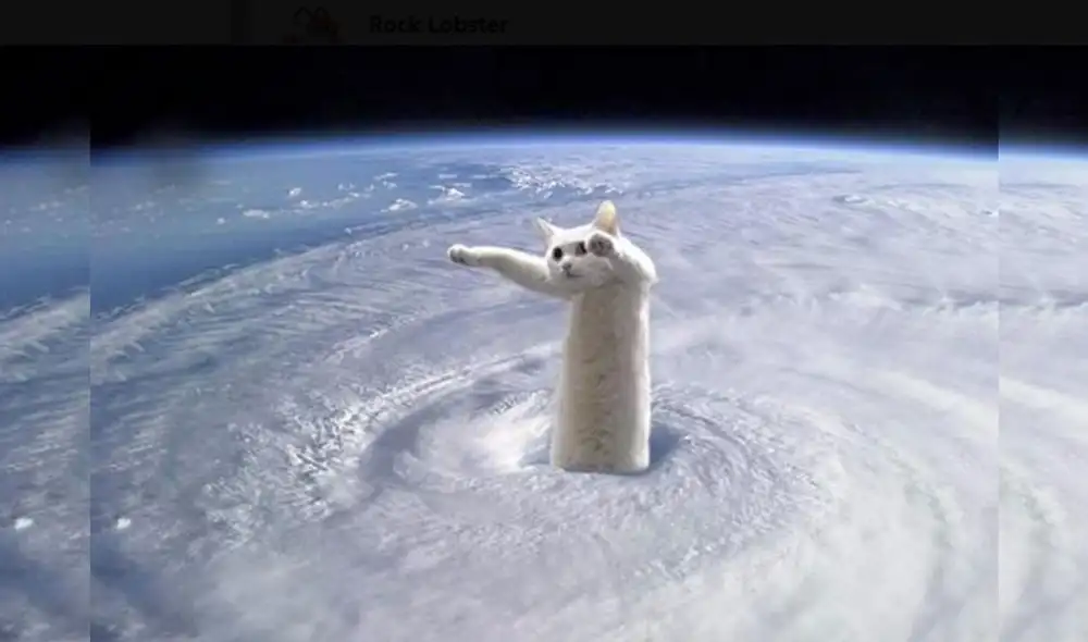 Desliza las imágenes para ver más de los divertidos memes que protagonizó Nobiko, el 'gato largo'. (Foto: Twitter) Desliza las imágenes para ver más de los divertidos memes que protagonizó Nobiko, el 'gato largo'. (Foto: Twitter)