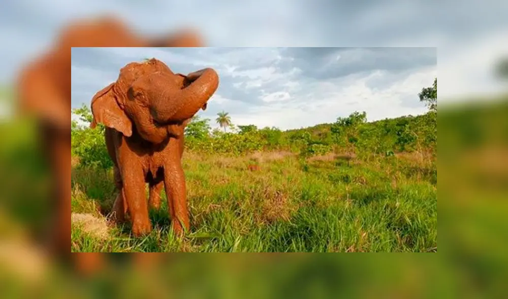 Ramba, la elefanta maltratada durante 40 años en los circos de Chile, falleció debido a un mal renal, según los veterinarios. Foto: Difusión Ramba, la elefanta maltratada durante 40 años en los circos de Chile, falleció debido a un mal renal, según los veterinarios. Foto: Difusión