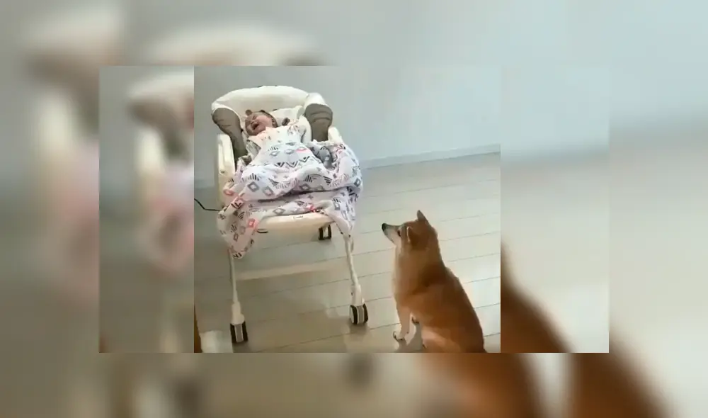 El can se acercó al bebé tras verlo llorando desconsoladamente en su mecedora y su peculiar conducta sorprendió a todos en YouTube El can se acercó al bebé tras verlo llorando desconsoladamente en su mecedora y su peculiar conducta sorprendió a todos en YouTube