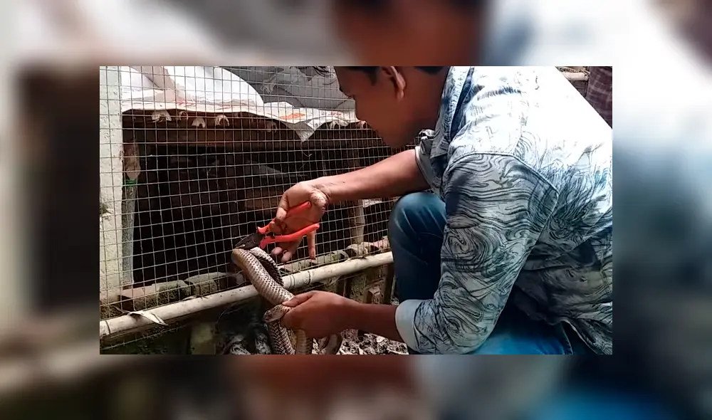 El video viral de Facebook muestra el momento en que un granjero arriesga su vida para salvar a una serpiente y ocurre lo inesperado.