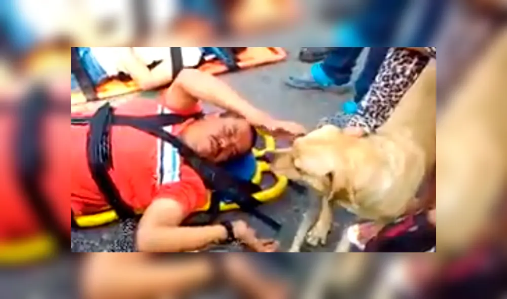 En YouTube, un perro demostró su lealtad al no querer desamparado su dueño, quien fue víctima de un accidente. En YouTube, un perro demostró su lealtad al no querer desamparado su dueño, quien fue víctima de un accidente.