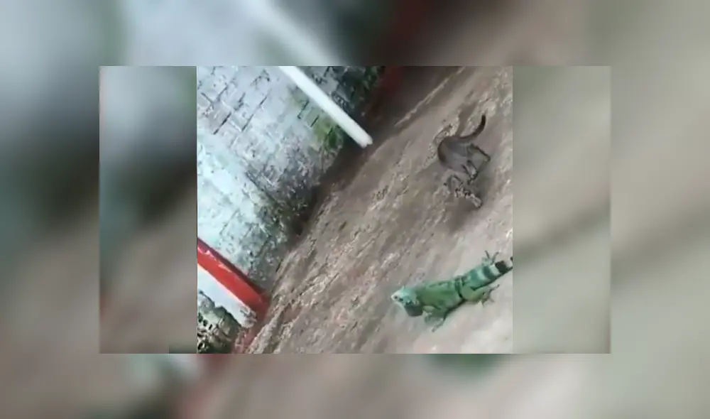 En Facebook se compartió un video viral del enfrentamiento de un osado gato con una iguana.