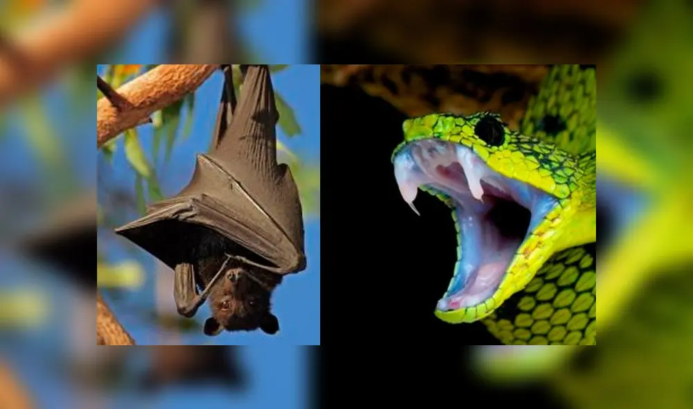 El murciélago y la serpiente podrían ser los responsables del coronavirus. Foto: difusión.