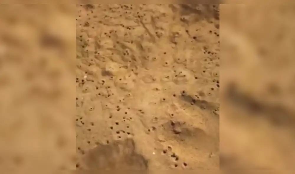 Facebook: se asustó al regresar un pez a lago y ocurre algo espeluznante [VIDEO]