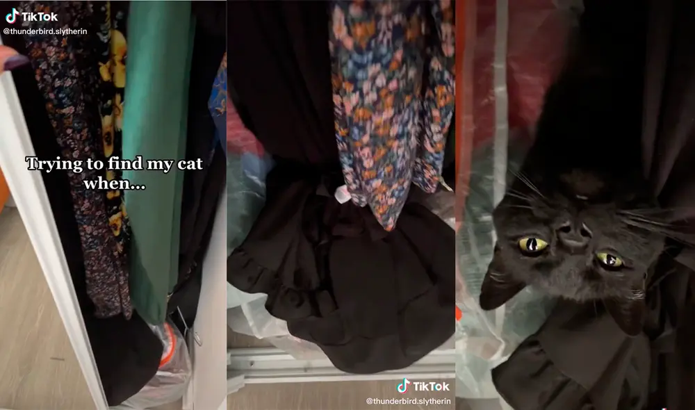 El minino cautivó a miles en el clip publicado. Foto: captura de TikTok / @thunderbird.slytherin El minino cautivó a miles en el clip publicado. Foto: captura de TikTok / @thunderbird.slytherin