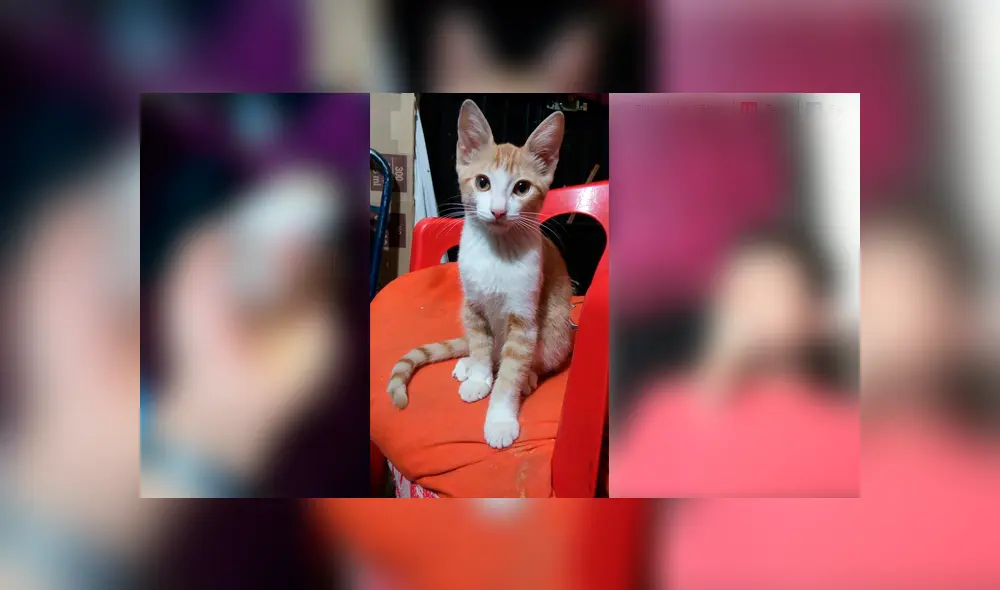 Desliza para ver el radical cambio de este gatito que enamoró a miles en Facebook. Foto: Captura.