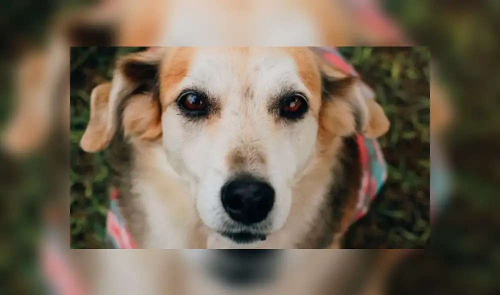 La bella Tigresa está en tercer lugar y es la consentida de la UNI. Foto: Nukhan.