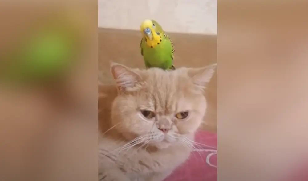 Los animales se convirtieron en 'amigos inseparables' durante la crisis del coronavirus. Foto: Captura de YouTube