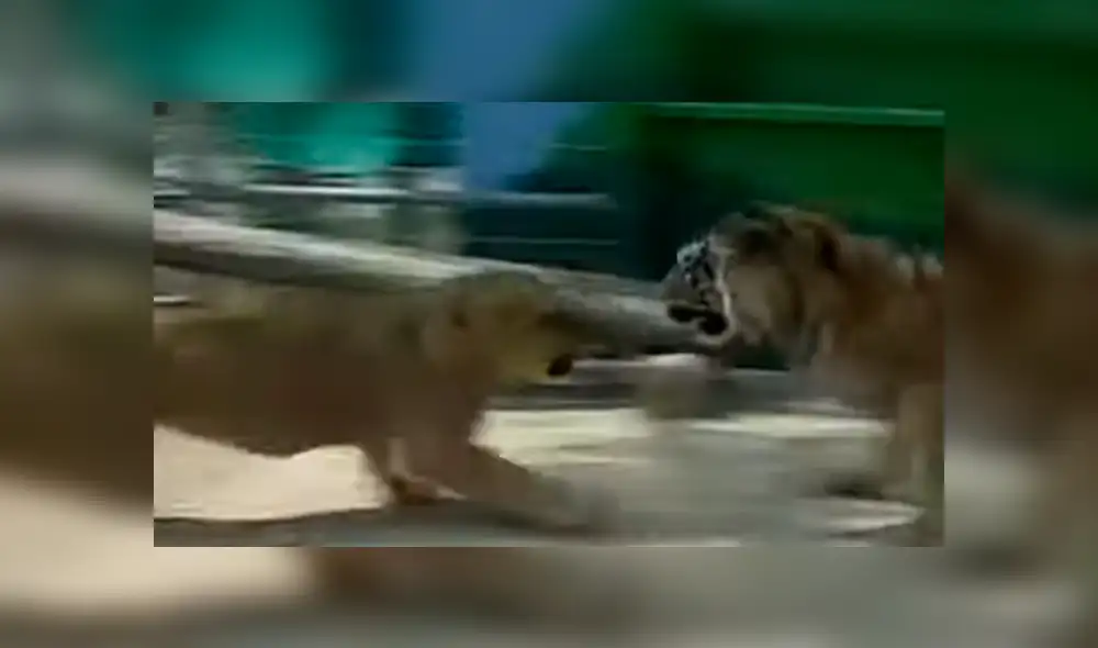 El pequeño león demostró toda su ferocidad y dejó en ridículo a un temible león dentro de un recinto de felinos. Foto: captura El pequeño león demostró toda su ferocidad y dejó en ridículo a un temible león dentro de un recinto de felinos. Foto: captura