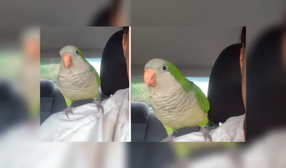 El video viral de Facebook enternece las redes por el curioso comportamiento de un loro.