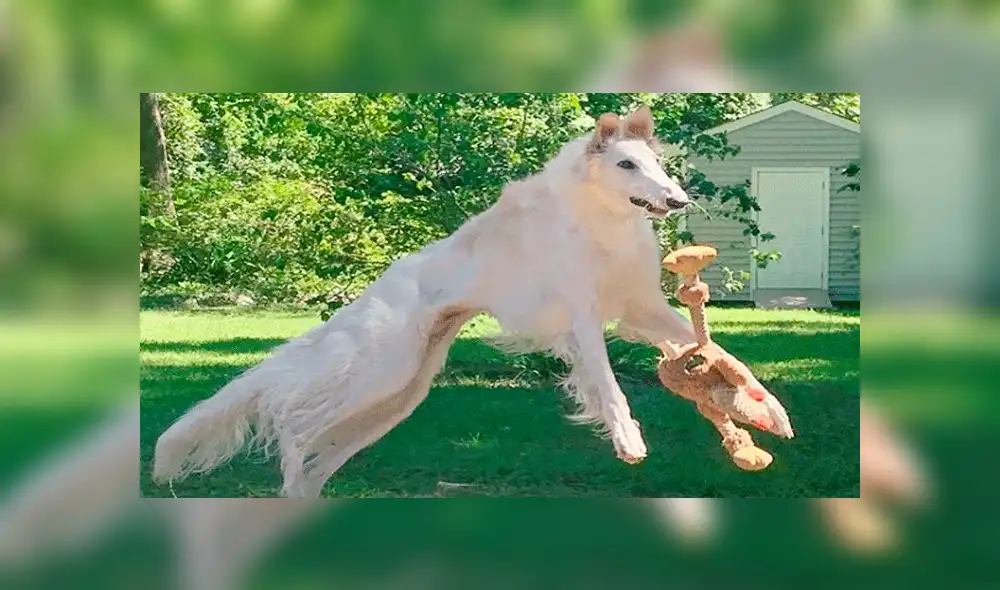 Conoce a Eris, la perrita con el hocico más largo del mundo que ha sorprendido a miles [VIDEO]