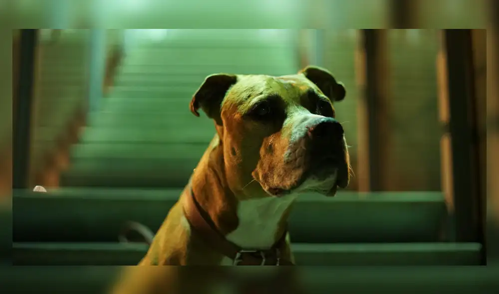 Hombre abusó de una cachorra y le produjo infección en sus genitales 