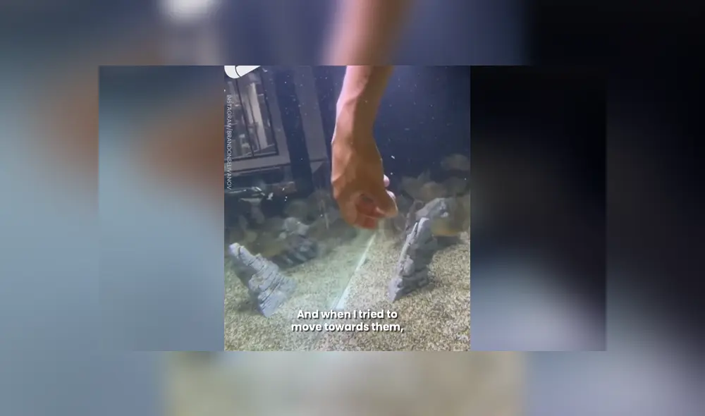 Un joven quiso demostrar lo feroces que son sus pirañas cuando ven un trozo de carne. Foto. Facebook Un joven quiso demostrar lo feroces que son sus pirañas cuando ven un trozo de carne. Foto. Facebook