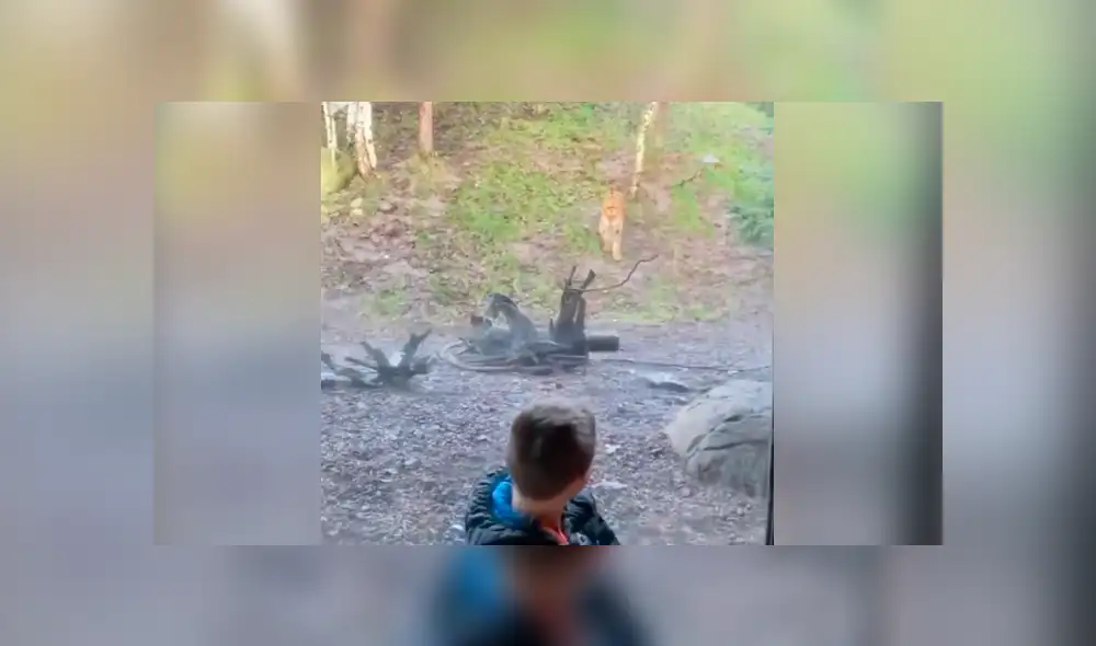 Desliza hacia la izquierda el encuentro del felino con el niño, escena que es viral en Facebook. Desliza hacia la izquierda el encuentro del felino con el niño, escena que es viral en Facebook.